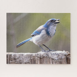 Quebra-cabeça California Scrub Jay Songbird em Treestump
