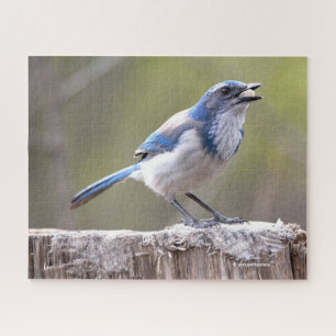 Quebra-cabeça California Scrub Jay Songbird em Treestump