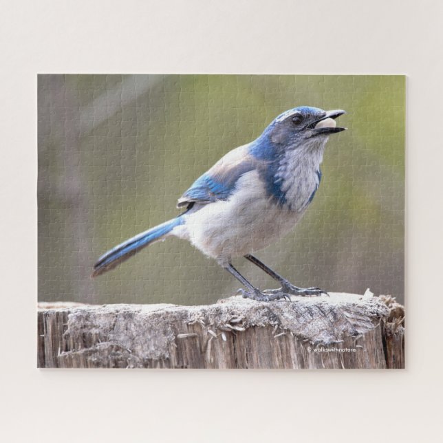 Quebra-cabeça California Scrub Jay Songbird em Treestump (Horizontal)