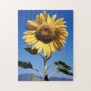 Quebra-cabeça Califórnia, Um Girassol Gigante (Helianthus) 3
