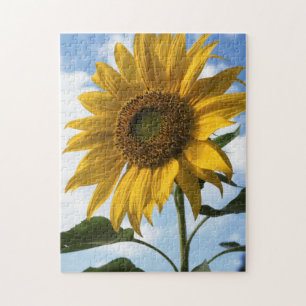 Quebra-cabeça Califórnia, Um Girassol Mammoth (Helianthus) 4