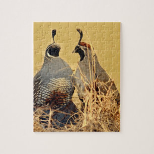 Quebra-cabeça California Valley Quail