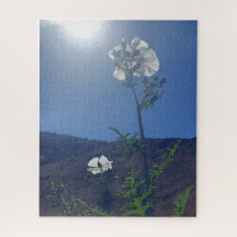 Calma Matinal: Flor de Creme em Luz Transparente