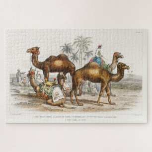 Quebra-cabeça Camelos da Índia Ilustração Vintage, 1820
