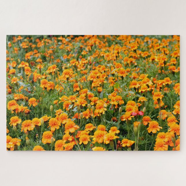 Quebra-cabeça Campo das Flores Marigold Difícil (Horizontal)