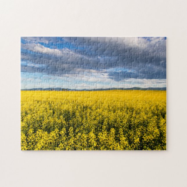 Quebra-cabeça Campo de Canola à Luz do Final da Tarde (Horizontal)