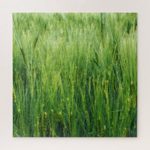 Quebra-cabeça Campo de cevada verde, primavera.