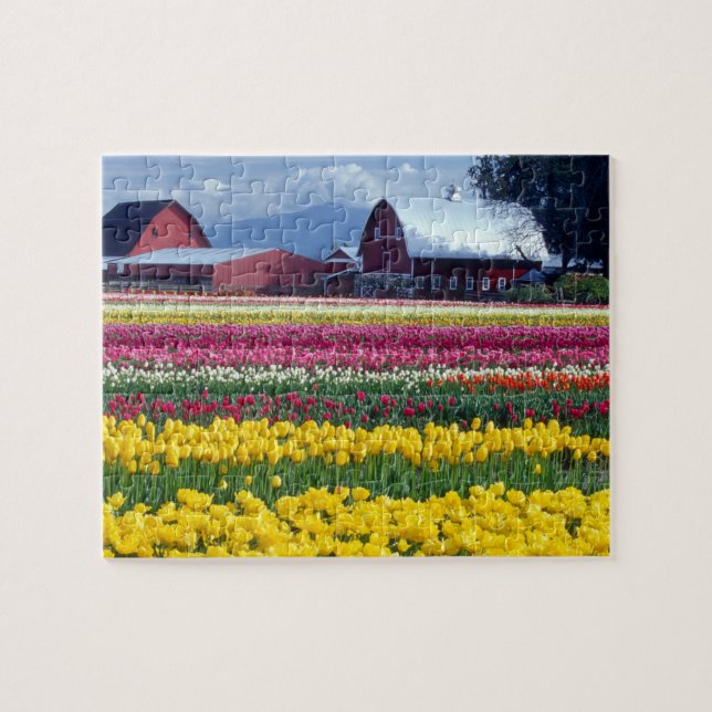 Quebra-cabeça Campo de exibição de tulipas (Horizontal)