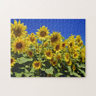 Quebra-cabeça Campo de Sunflower