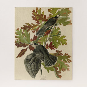 Quebra-cabeça Canada Jay (Cinza Jay) - Audubon's Birds of Americ