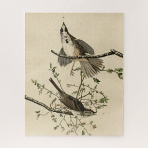 Quebra-cabeça Canção Sparrow do Pássaro da América de Audubon