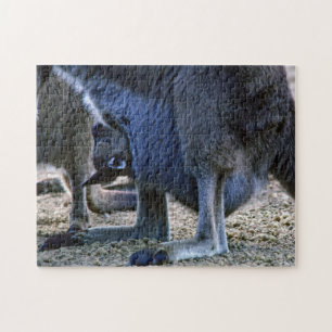 Quebra-cabeça Canguru do bebê no malote da mãe - Austrália