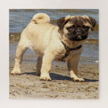 cão, animal, raça, quebra-cabeça, cachorrinho,