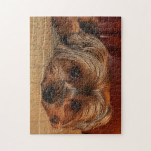 Quebra-cabeça Cão bonito do yorkshire terrier, yorkie