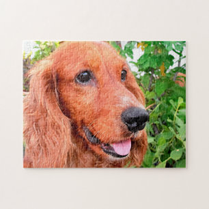Quebra-cabeça Cão Cocker Spaniel