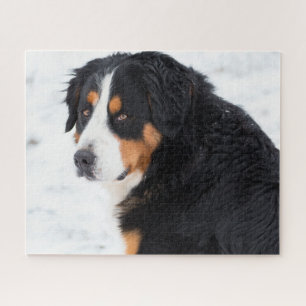 Quebra-cabeça Cão da Montanha Bernesa na neve
