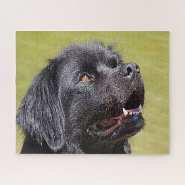 Quebra-cabeça Cão da Terra Nova. (Horizontal)