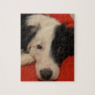 Quebra-cabeça cão de border collie