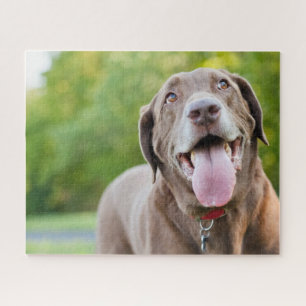 Quebra-cabeça Cão de chocolate Labrador
