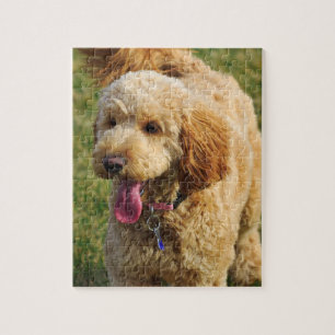 Quebra-cabeça Cão de Goldendoodododle