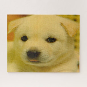 Quebra-cabeça cão de Jindo do coreano