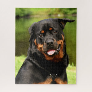 Quebra-cabeça Cão-de-vidro preto e tan rottweiler