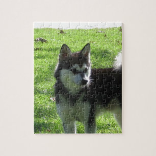 Quebra-cabeça Cão do Alasca de Klee Kai