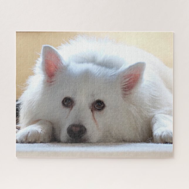 Quebra-cabeça Cão esquimó americano (Horizontal)