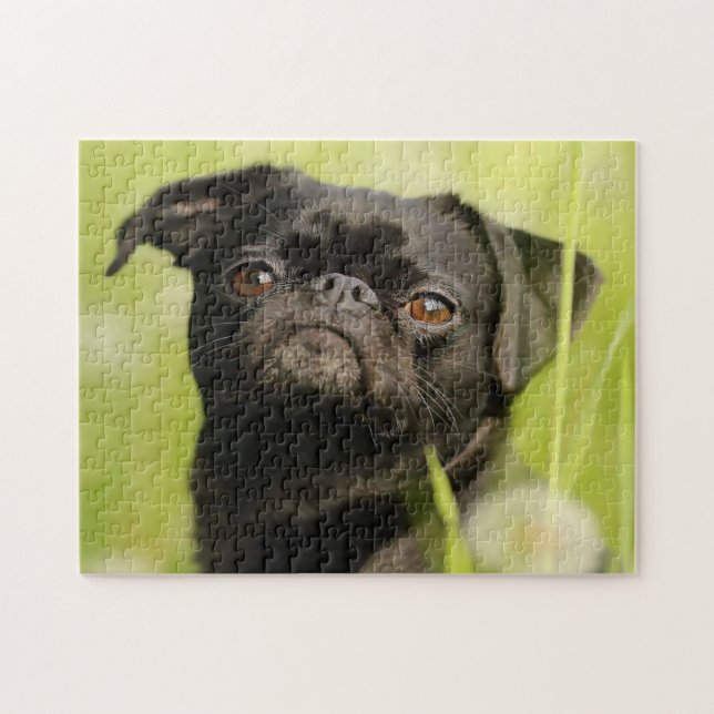Quebra-cabeça Cão Griffon Belga. (Horizontal)