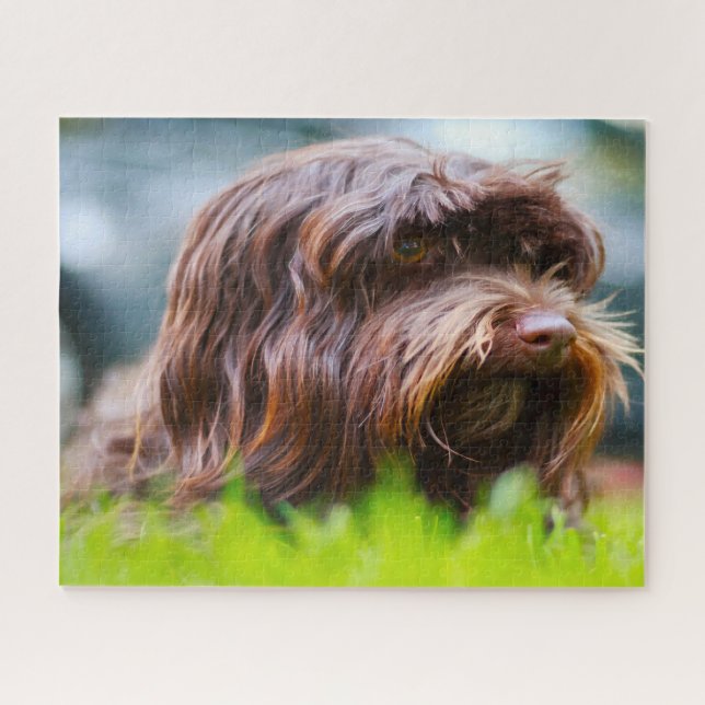 Quebra-cabeça Cão Havanês. (Horizontal)