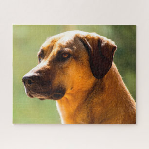 Quebra-cabeça Cão Kangal.