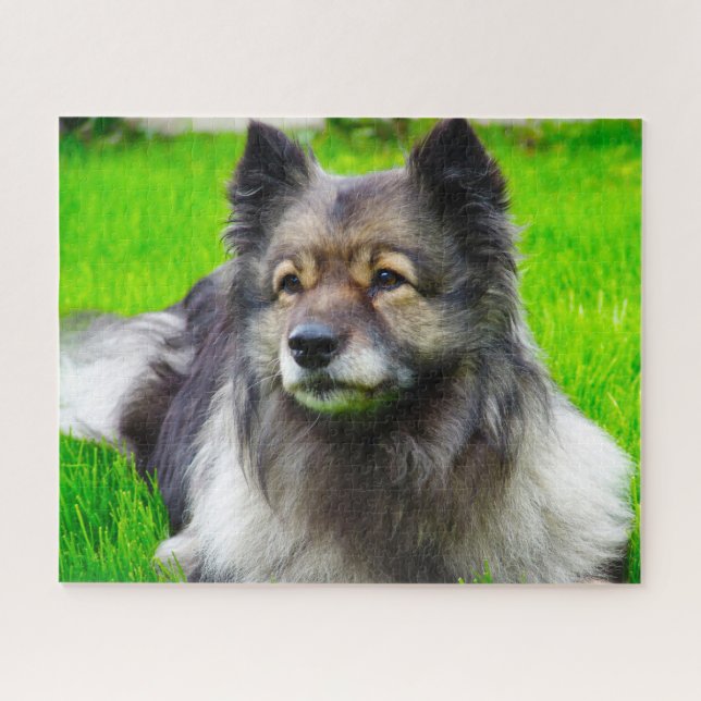 Quebra-cabeça Cão Keeshond. (Horizontal)
