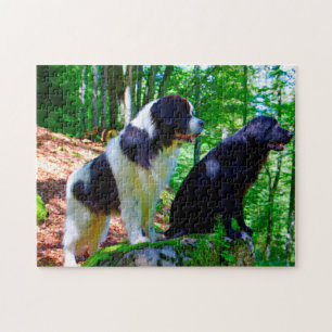 Quebra-cabeça Cão Landseer.