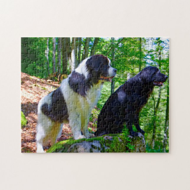 Quebra-cabeça Cão Landseer. (Horizontal)