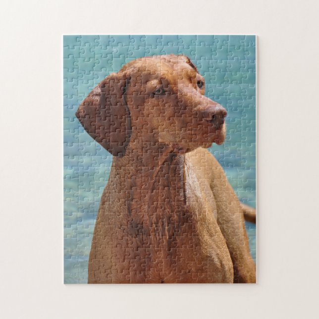 Quebra-cabeça Cão Magyar Vizsla (Vertical)