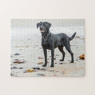 Quebra-cabeça Cão negro Labrador na praia