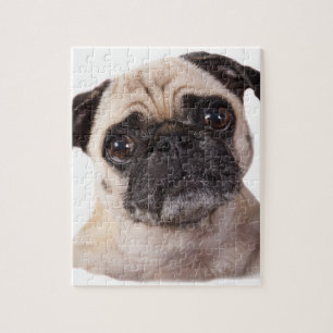 Quebra-cabeça cão pequeno bonito do pug