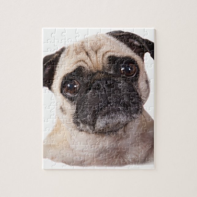 Quebra-cabeça cão pequeno bonito do pug (Vertical)