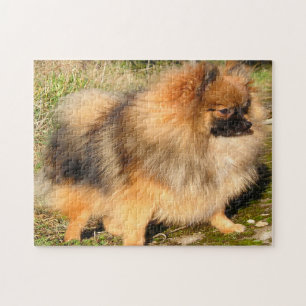 Quebra-cabeça Cão Pomerânia.