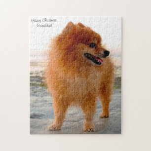 Quebra-cabeça Cão Pomerânia.
