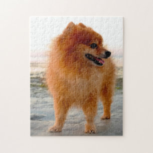 Quebra-cabeça Cão Pomerano.