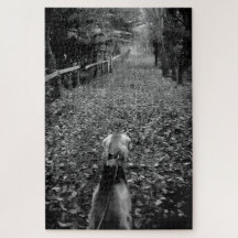 Cão saluki na floresta