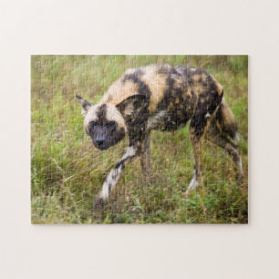 Quebra-cabeça Cão Selvagem Africano (Lycaon Pictus), Madikwe Gam