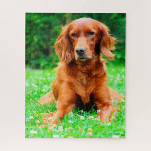 Quebra-cabeça Cão Setter Irlandês.