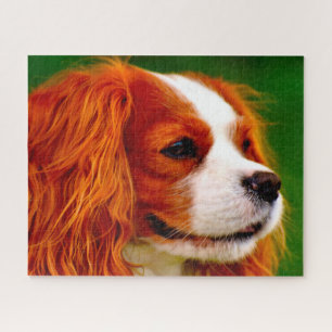 Quebra-cabeça Cão Spaniel King Charles.