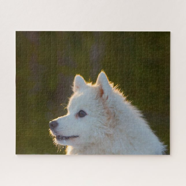 Quebra-cabeça Cão Spitz Japonês. (Horizontal)