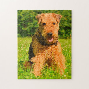 Quebra-cabeça Cão Terrier Airedale.