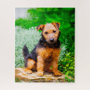 Quebra-cabeça Cão Terrier Lakeland.