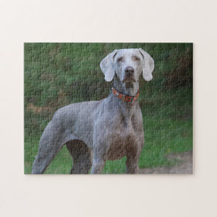 Quebra-cabeça Cão Weimaraner