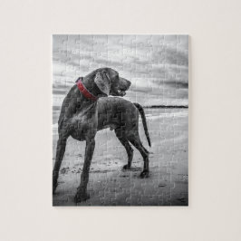 Quebra-cabeça Cão Weimaraner